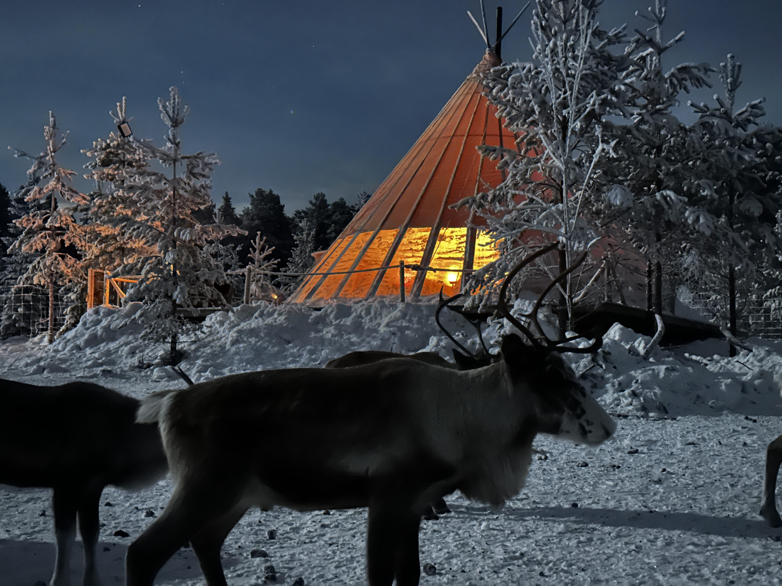 samireindeer luleå sweden